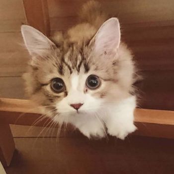 送信する